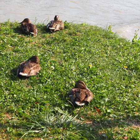 Laszlo Nyaralohaz Apartmán